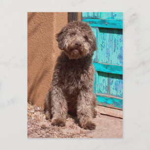 Lagotto Romagnolo wacht op een blauwe deur Briefkaart