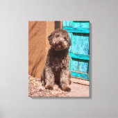 Lagotto Romagnolo wacht op een blauwe deur Canvas Afdruk (Voorkant)