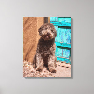 Lagotto Romagnolo wacht op een blauwe deur Canvas Afdruk