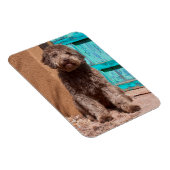 Lagotto Romagnolo wacht op een blauwe deur Magneet (Rechterzijde)