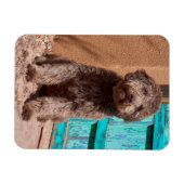 Lagotto Romagnolo wacht op een blauwe deur Magneet (Horizontaal)