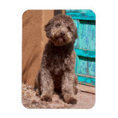 Lagotto Romagnolo wacht op een blauwe deur Magneet (Verticaal)