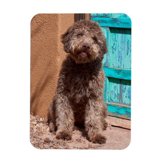 Lagotto Romagnolo wacht op een blauwe deur Magneet (Verticaal)