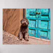 Lagotto Romagnolo wacht op een blauwe deur