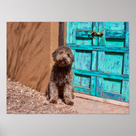 Lagotto Romagnolo wacht op een blauwe deur Poster
