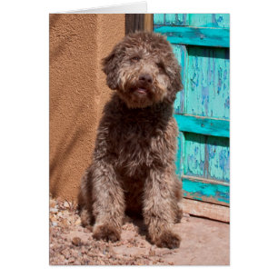 Lagotto Romagnolo wachtend bij een blauwe deur