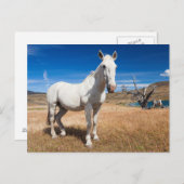 Laguna Azul, landschap met paarden Briefkaart (Voorkant / Achterkant)