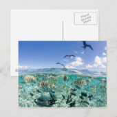 Lagune safari trip met Stingrays Briefkaart (Voorkant / Achterkant)