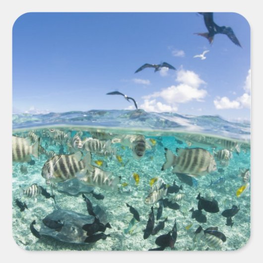 Lagune safari trip met Stingrays Vierkante Sticker (Voorkant)