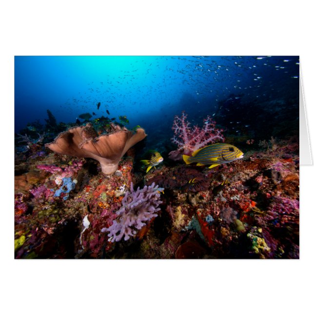 Laja Ampat Underwater (Voorkant Horizontaal)