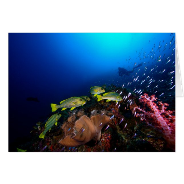 Laja Ampat Underwater 3 (Voorkant Horizontaal)