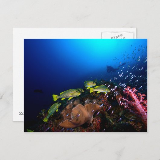 Laja Ampat Underwater 3 Briefkaart (Voorkant / Achterkant)