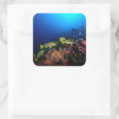 Laja Ampat Underwater 3 Vierkante Sticker (Tas)