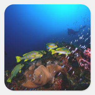 Laja Ampat Underwater 3 Vierkante Sticker