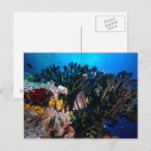 Laja Ampat Underwater 4 Briefkaart (Voorkant / Achterkant)