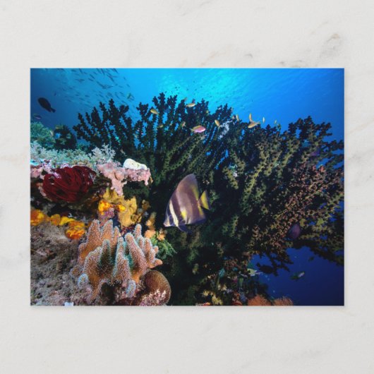 Laja Ampat Underwater 4 Briefkaart (Voorkant)