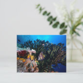 Laja Ampat Underwater 4 Briefkaart (Staand voorkant)