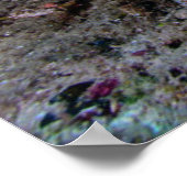 Laja Ampat Underwater 4 Poster (Hoek)