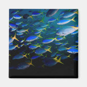 Laja Ampat Underwater 5 Magneet (Voorkant)