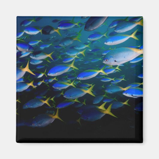 Laja Ampat Underwater 5 Magneet (Voorkant)