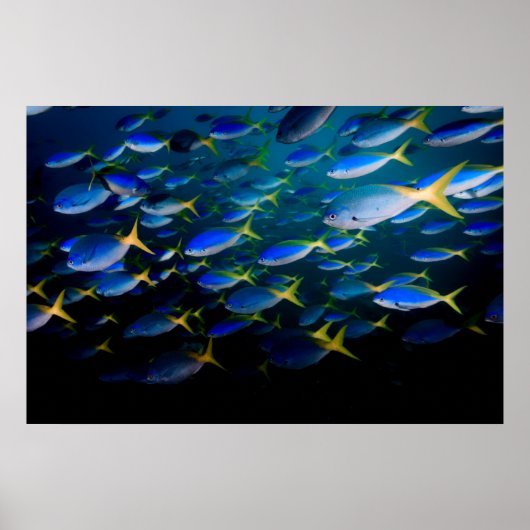Laja Ampat Underwater 5 Poster (Voorkant)