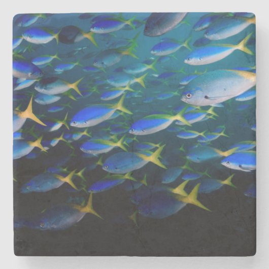 Laja Ampat Underwater 5 Stenen Onderzetter (Voorkant)