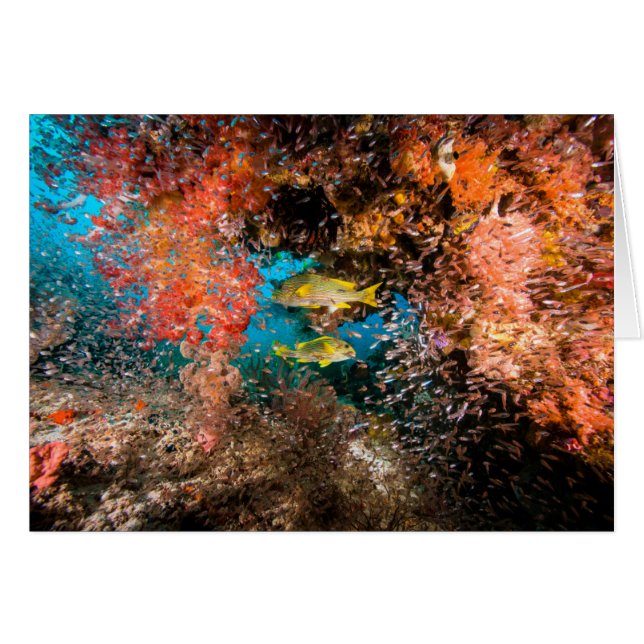 Laja Ampat Underwater 6 (Voorkant Horizontaal)