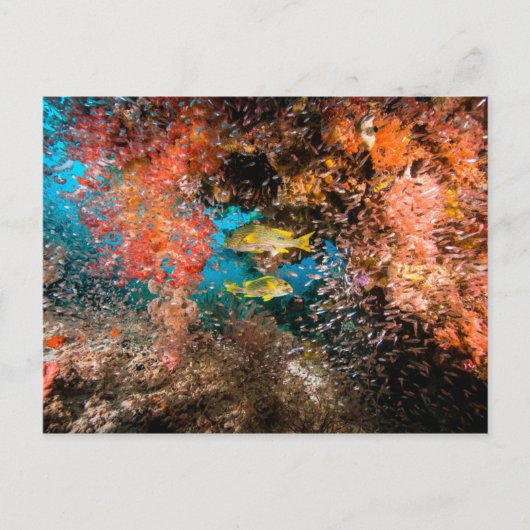 Laja Ampat Underwater 6 Briefkaart (Voorkant)