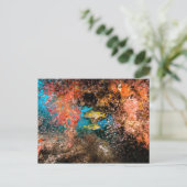 Laja Ampat Underwater 6 Briefkaart (Staand voorkant)