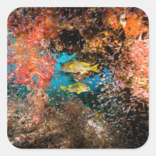 Laja Ampat Underwater 6 Vierkante Sticker