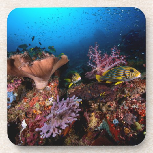 Laja Ampat Underwater Bier Onderzetter (Voorkant)