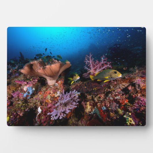 Laja Ampat Underwater Fotoplaat (voorkant)