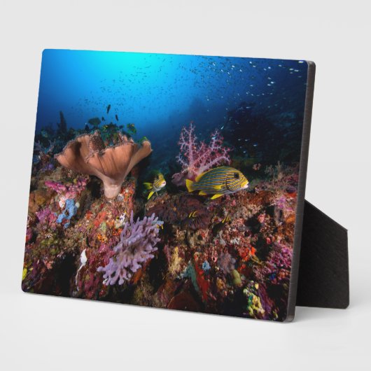 Laja Ampat Underwater Fotoplaat (Zijkant)