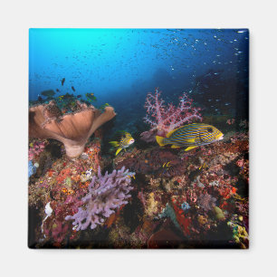 Laja Ampat Underwater Magneet