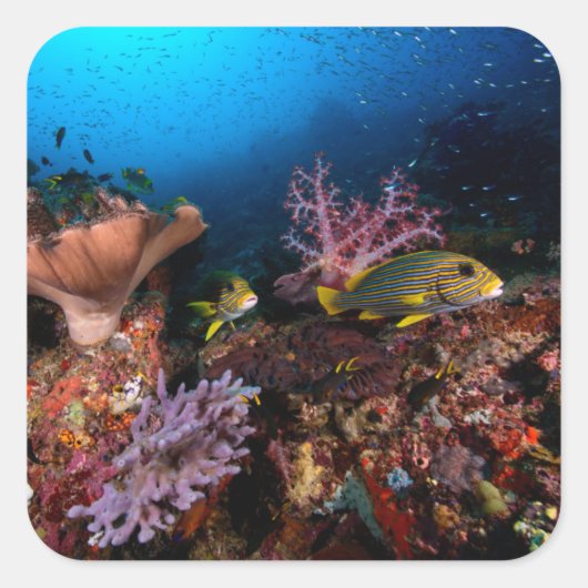 Laja Ampat Underwater Vierkante Sticker (Voorkant)
