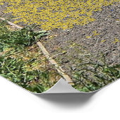 Lake Beac Solo Tree Poster (Hoek)