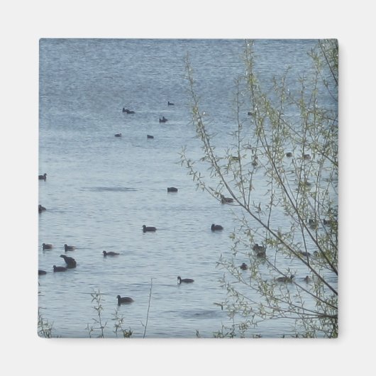Lake Birds Magnet (Voorkant)
