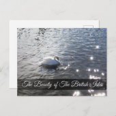 Lake District Swan Post Card Briefkaart (Voorkant / Achterkant)