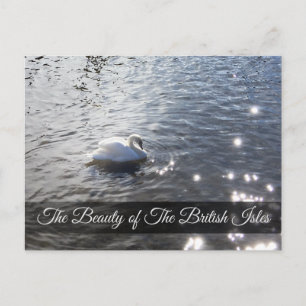 Lake District Swan Post Card Briefkaart