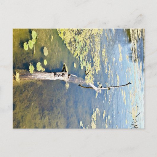 Lake Erie Metropark Turtle Log Horizontaal Briefkaart (Voorkant)