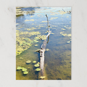 Lake Erie Metropark Turtle Log Horizontaal Briefkaart