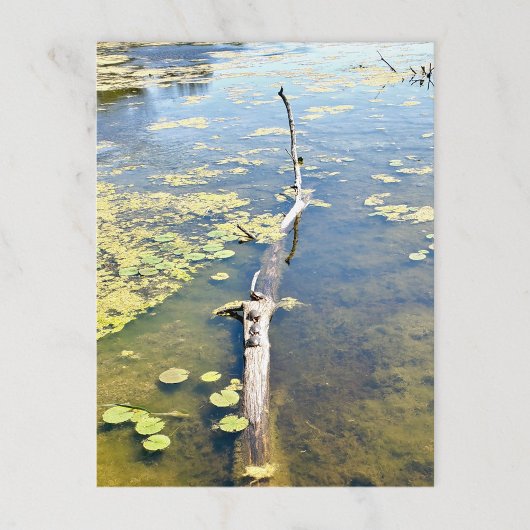 Lake Erie Metropark Turtle Log Horizontaal Briefkaart