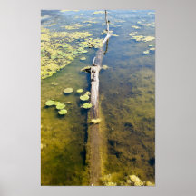 Lake Erie Metropark Turtle Log Horizontaal