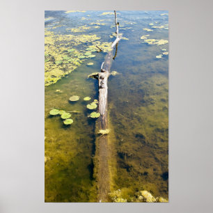 Lake Erie Metropark Turtle Log Horizontaal Poster