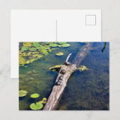Lake Erie Metropark Turtle Log Verticaal Briefkaart (Voorkant / Achterkant)