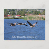 Lake Riverside Estates, CA Briefkaart (Voorkant)