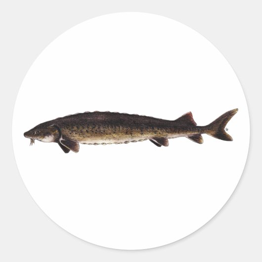 Lake Sturgeon - Acipenser fulvescens Ronde Sticker (Voorkant)