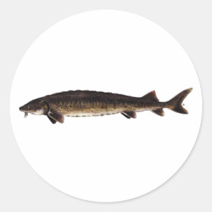 Lake Sturgeon - Acipenser fulvescens Ronde Sticker