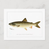 Lake Trout Briefkaart (Voorkant)