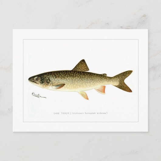 Lake Trout Briefkaart (Voorkant)